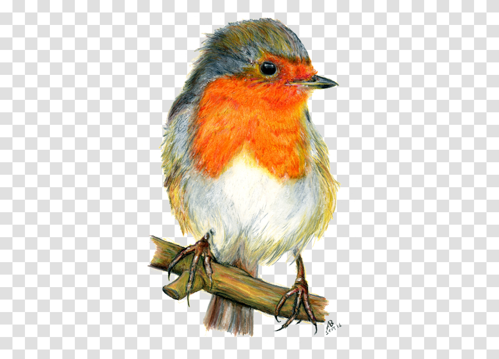 Watercolor Pencil Drawing Bird, Animal, Robin, Finch, Beak Transparent Png