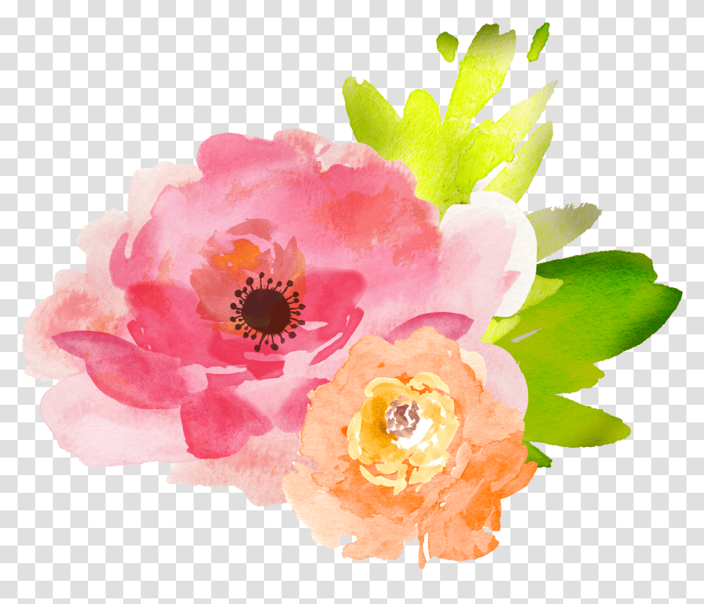 Watercolor Peonies Picture Watercolor Free Flower Clipart, Plant, Blossom, Rose, Petal Transparent Png