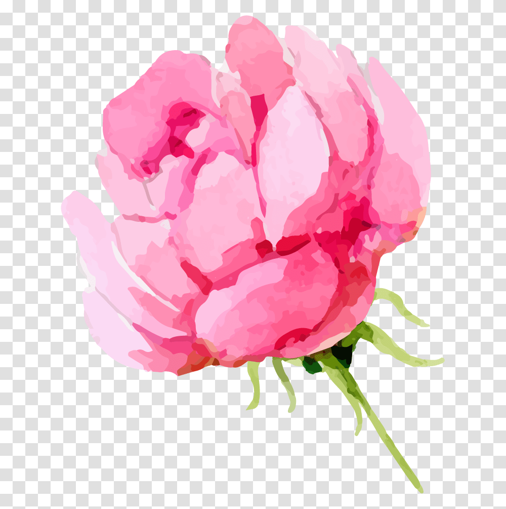 Watercolor Peonies Watercolor Roses, Plant, Flower, Blossom, Peony Transparent Png
