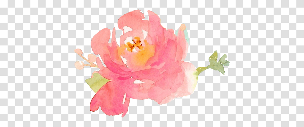 Watercolor Peony Image Watercolor Painting, Plant, Flower, Blossom, Rose Transparent Png