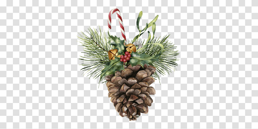 Watercolor Pine Cone With Holiday Decor Botanical Christmas Watercolor Paintings, Tree, Plant, Conifer, Larch Transparent Png