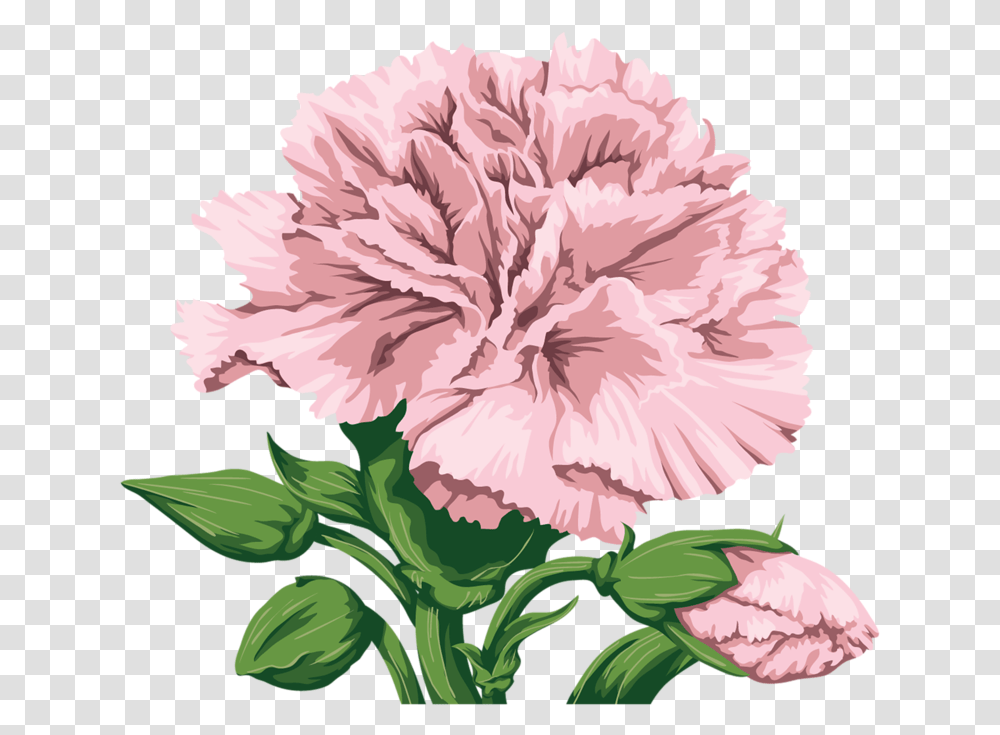 Watercolor Pink Carnation, Plant, Flower, Blossom Transparent Png