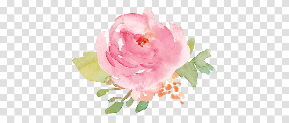 Watercolor Pink Flower, Rose, Plant, Blossom, Peony Transparent Png