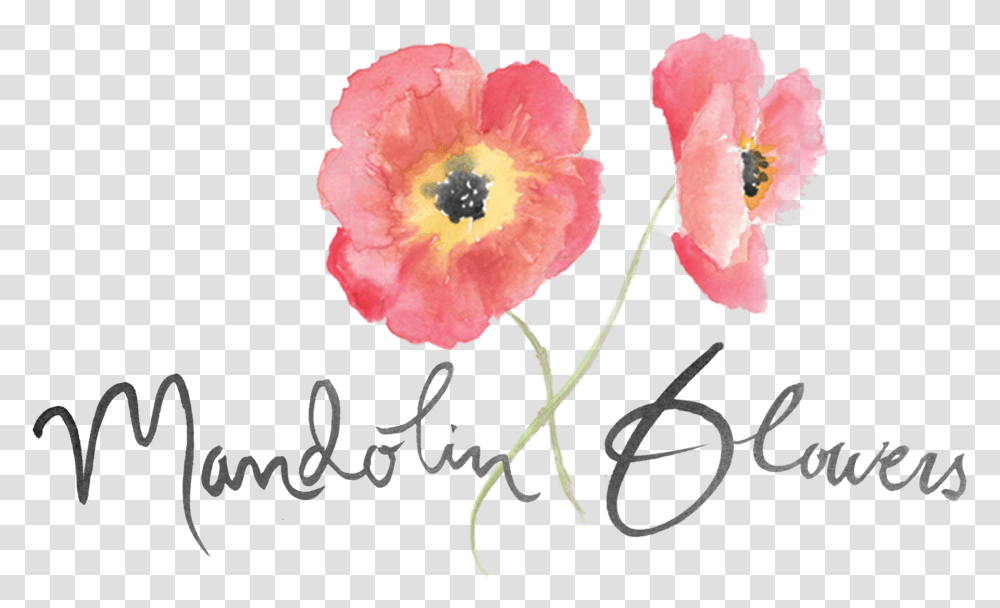 Watercolor Pink Peach Yellow Flower With Dark Center Hand Corn Poppy, Plant, Blossom, Petal, Anther Transparent Png