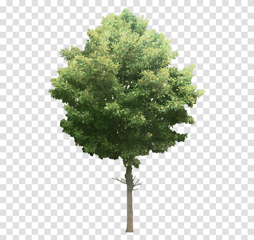 Watercolor Plant One Tonne Carbon Tree, Maple, Cross, Oak Transparent Png