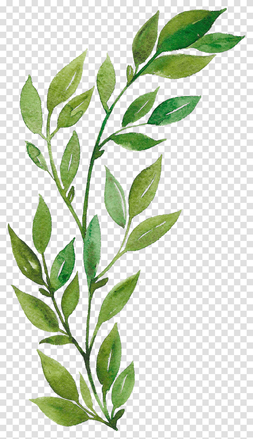 Watercolor Plants, Leaf, Fern, Vegetation, Potted Plant Transparent Png