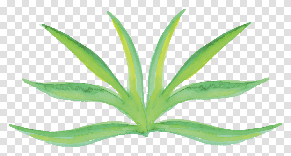 Watercolor Plants Watercolor Plant, Leaf, Aloe, Green, Flower Transparent Png