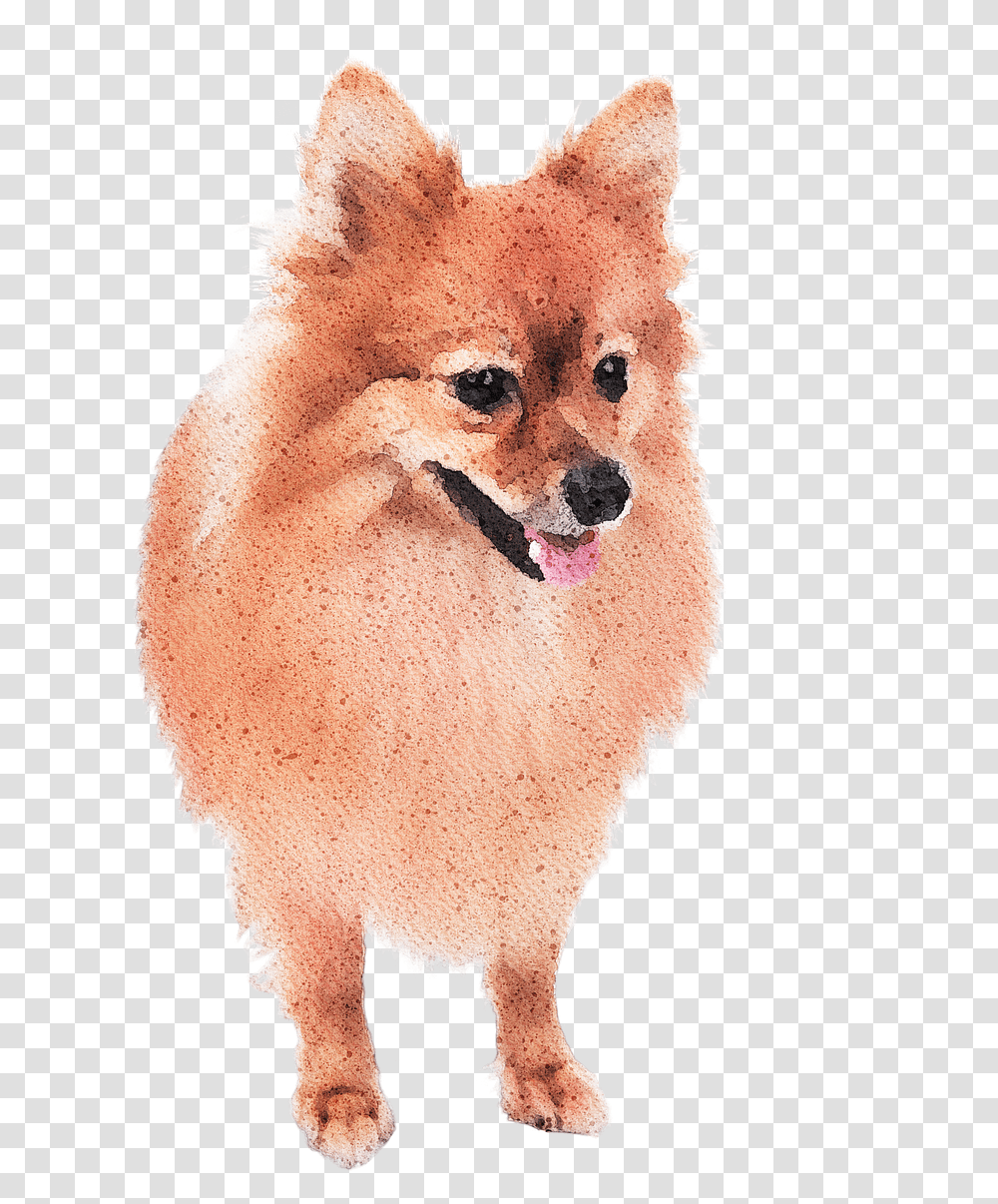 Watercolor Pomeranian Dog Watercolour Pomeranian, Animal, Mammal, Canine, Pet Transparent Png