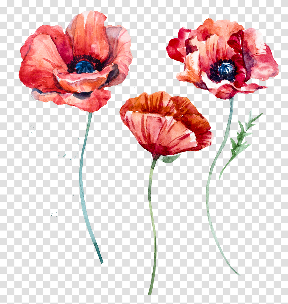Watercolor Poppy Watercolor Poppy Flower Transparent Png