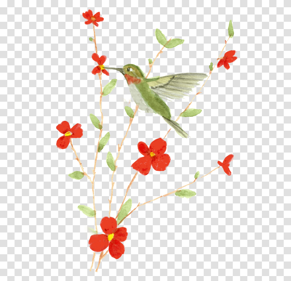 Watercolor Printable Caesalpinia, Plant, Bird, Animal, Flower Transparent Png