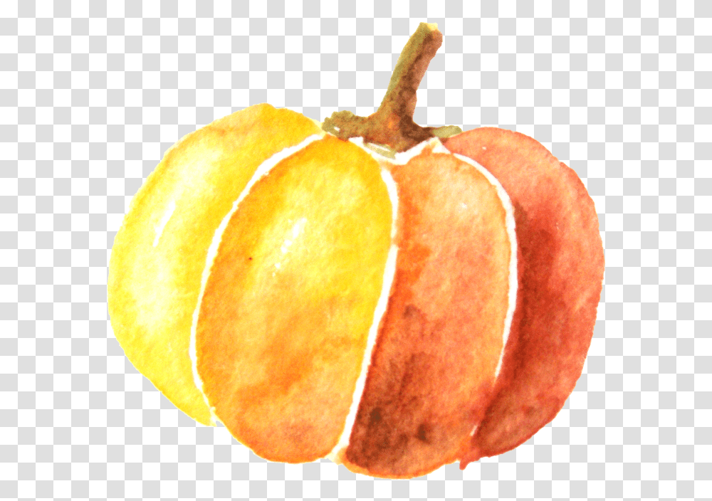 Watercolor Pumpkin Download Background Watercolor Pumpkin, Peel, Plant, Food, Citrus Fruit Transparent Png