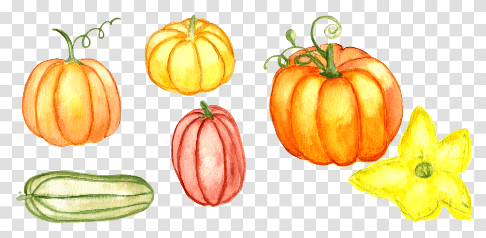 Watercolor Pumpkin Watercolor Pumpkin Clipart Watercolor Pumpkins Kids, Plant, Vegetable, Food, Leaf Transparent Png
