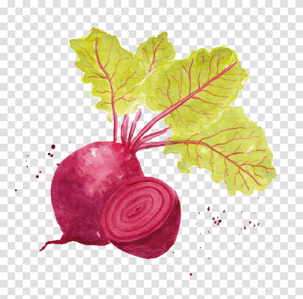 Watercolor Radish Vegetable Images Free Download, Plant, Food, Turnip, Produce Transparent Png