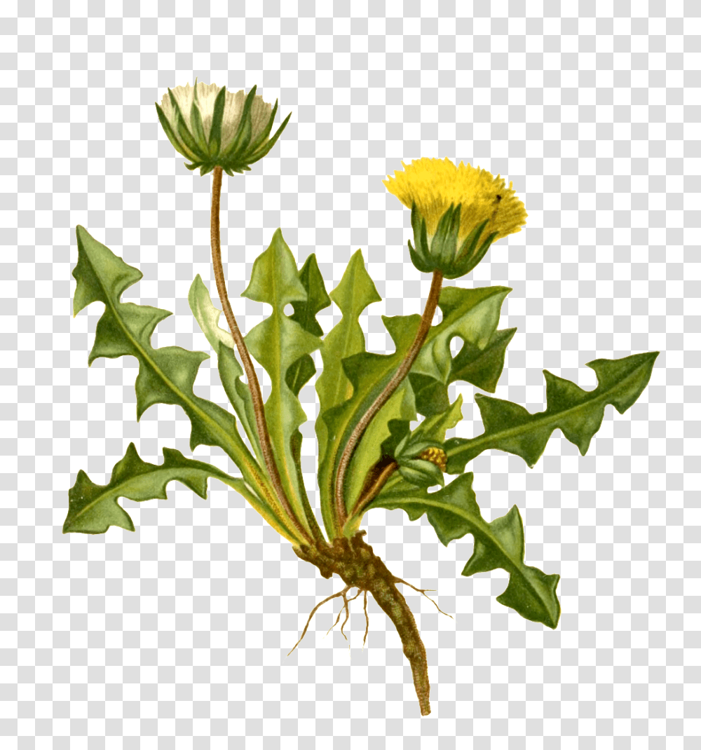 Watercolor Realistic Yellow And White Wildflower Plant, Leaf, Petal, Asteraceae, Dandelion Transparent Png