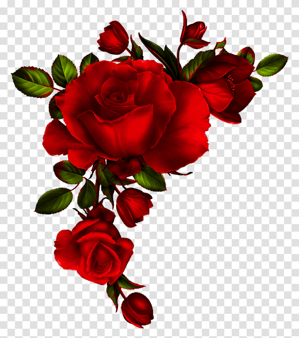 Watercolor Red Roses, Flower, Plant, Blossom, Geranium Transparent Png