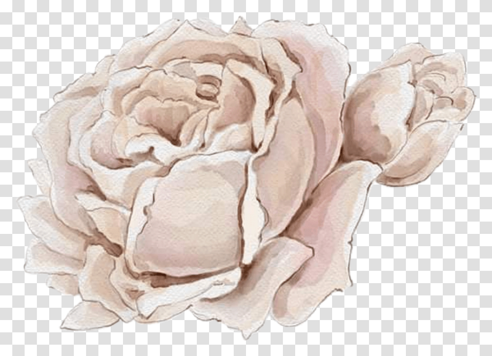 Watercolor Roses Flowers Floral White Hybrid Tea Rose, Plant, Blossom, Drawing Transparent Png