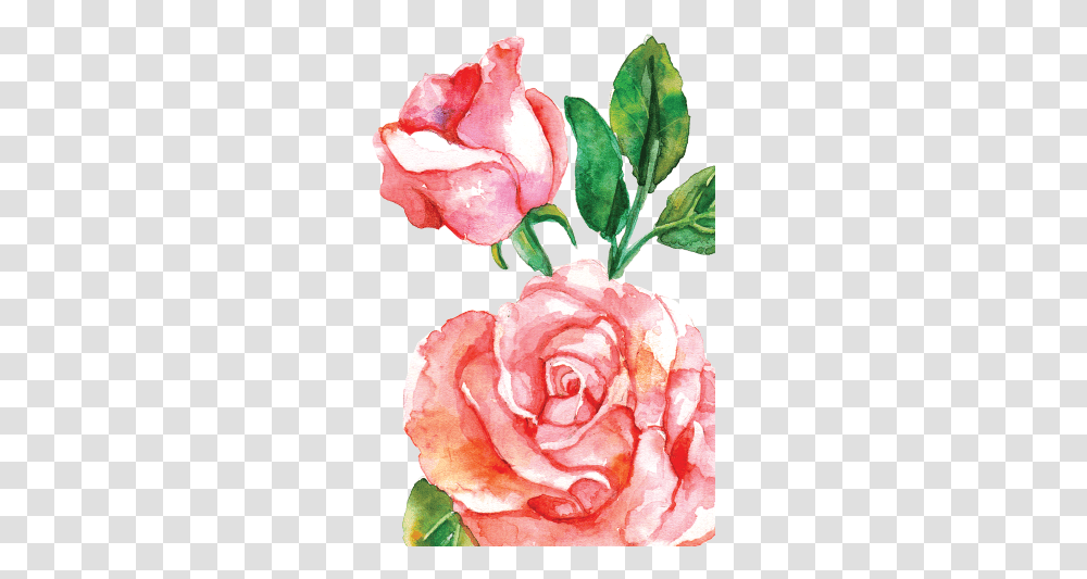 Watercolor Roses Images Pink Watercolor Flowers, Plant, Blossom, Petal, Carnation Transparent Png