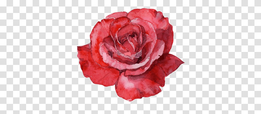 Watercolor Roses Picture Water Color Red Rose, Flower, Plant, Blossom, Petal Transparent Png