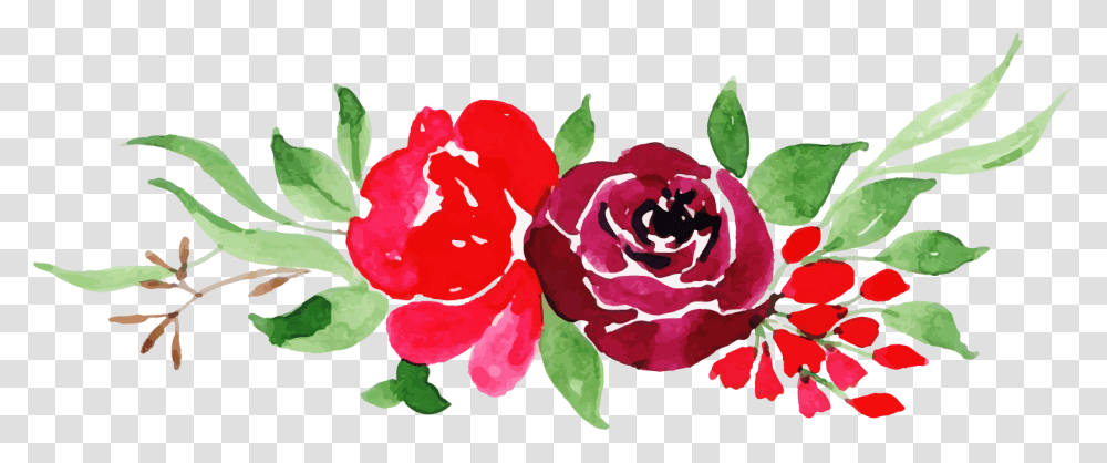 Watercolor Roses, Plant, Flower, Blossom, Petal Transparent Png