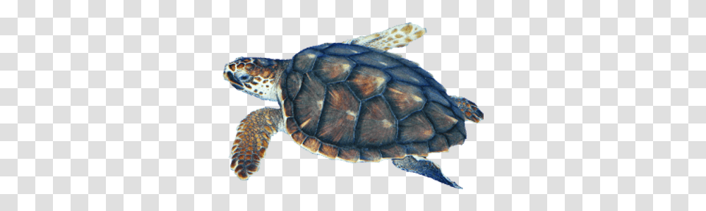 Watercolor Sea Turtle & Clipart Free Tortugas, Reptile, Sea Life, Animal, Tortoise Transparent Png