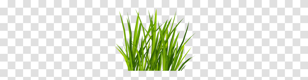 Watercolor Splatter Texture Image, Plant, Grass, Lawn, Agropyron Transparent Png