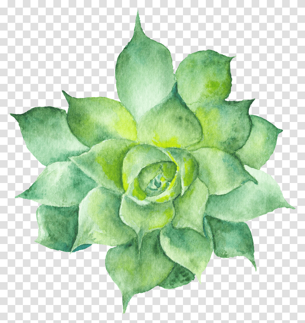 Watercolor Succulent Clipart, Leaf, Plant, Vase, Jar Transparent Png
