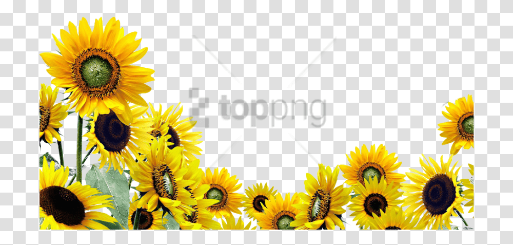 Watercolor Sunflower Background Sunflower Clipart, Plant, Blossom, Treasure Flower, Daisy Transparent Png