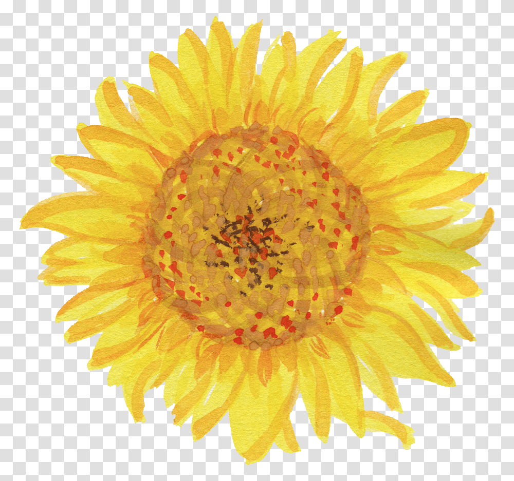 Watercolor Sunflower Cartoon Sunflower White Background, Plant, Blossom, Petal, Daisy Transparent Png