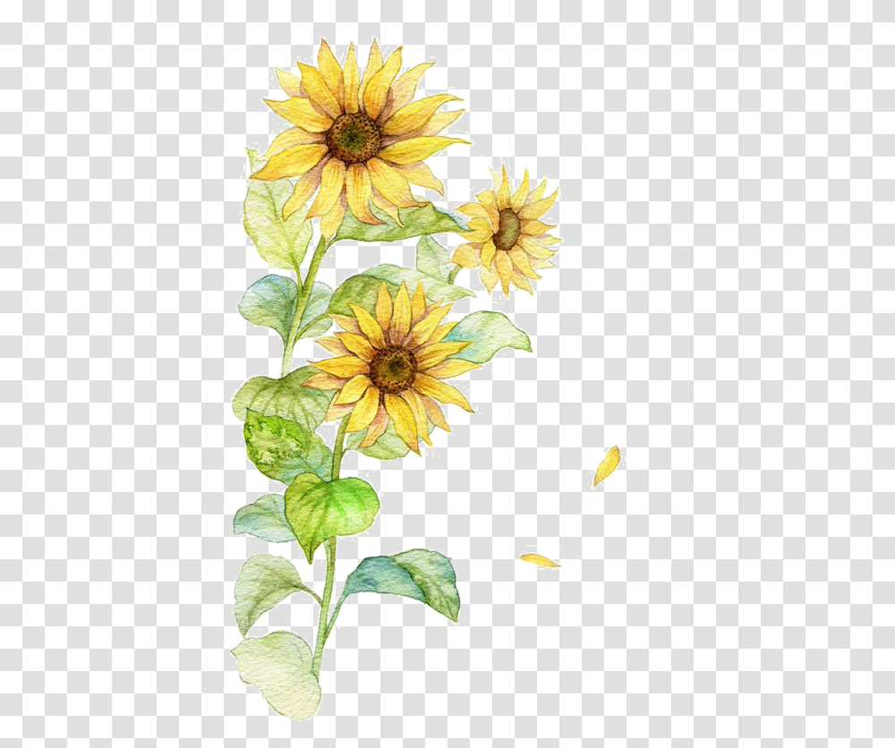 Watercolor Sunflower, Floral Design, Pattern Transparent Png