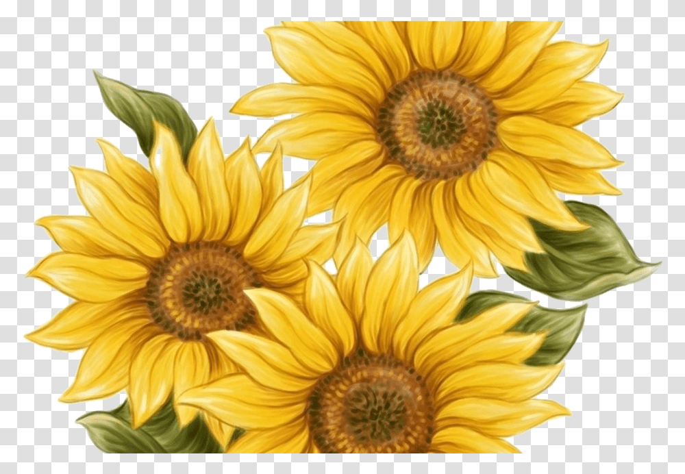 Watercolor Sunflower For Free Download On Mbtskoudsalg, Plant, Blossom, Treasure Flower, Daisy Transparent Png