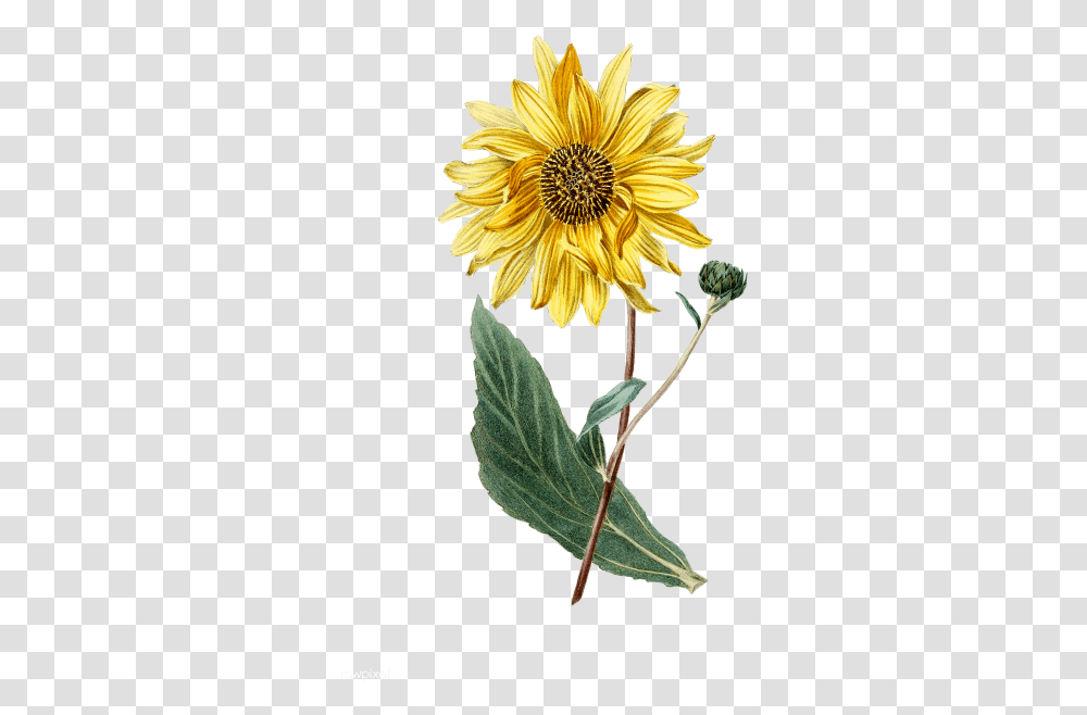 Watercolor Sunflower Image Watercolor Sunflower, Plant, Blossom, Daisy, Daisies Transparent Png