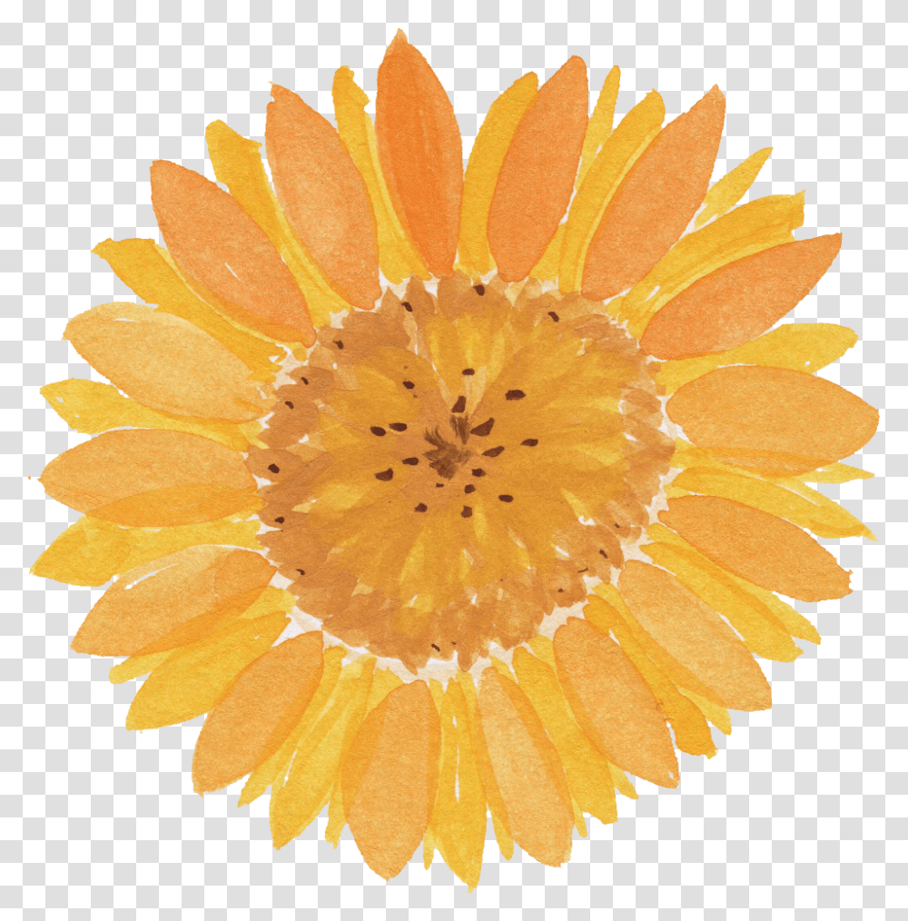 Watercolor Sunflower Member Club For Agent, Plant, Asteraceae, Blossom, Anther Transparent Png
