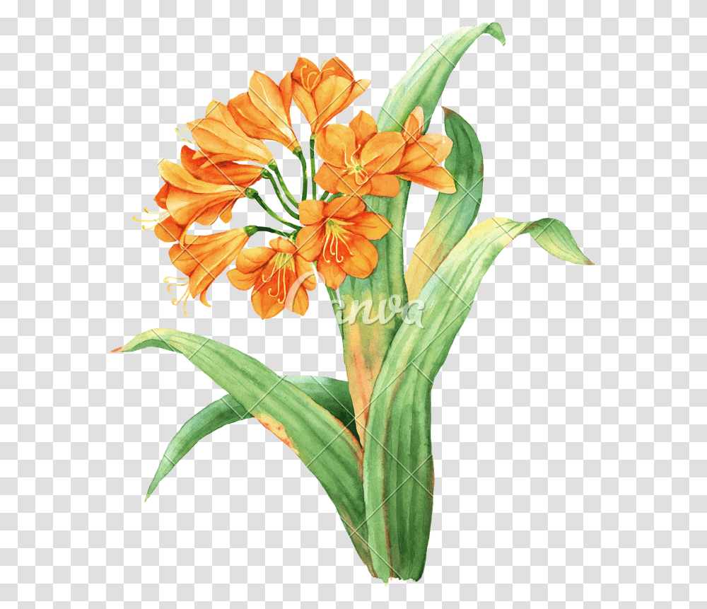 Watercolor Sunflower Orange Lily Illustration Photos Orange Green Watercolour Flowers, Plant, Blossom, Amaryllidaceae, Petal Transparent Png