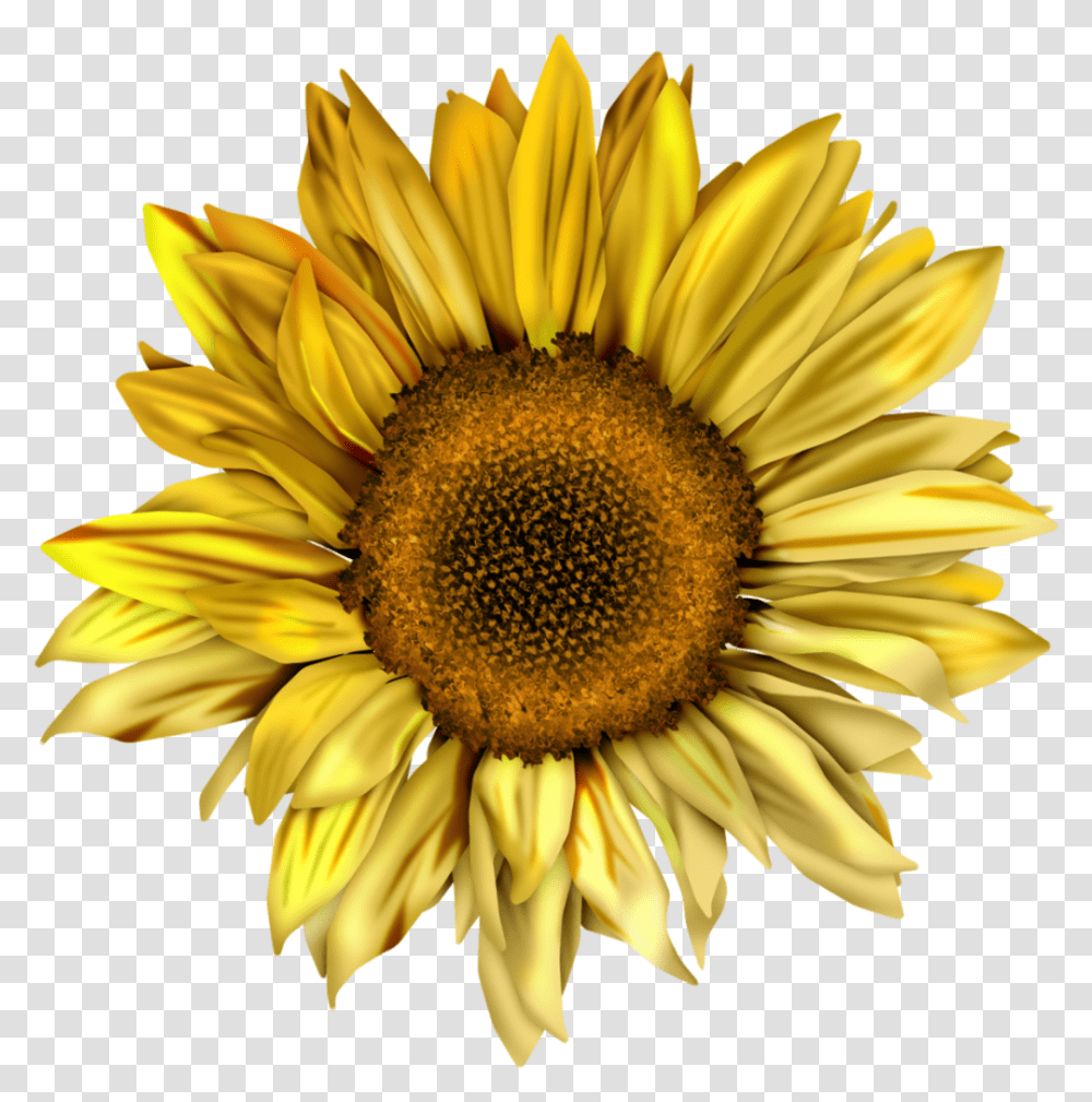 Watercolor Sunflower, Plant, Blossom, Daisy, Daisies Transparent Png