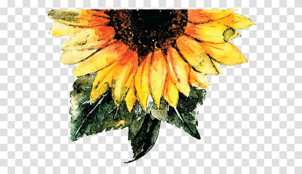 Watercolor Sunflower With Background, Plant, Blossom, Daisy, Daisies Transparent Png