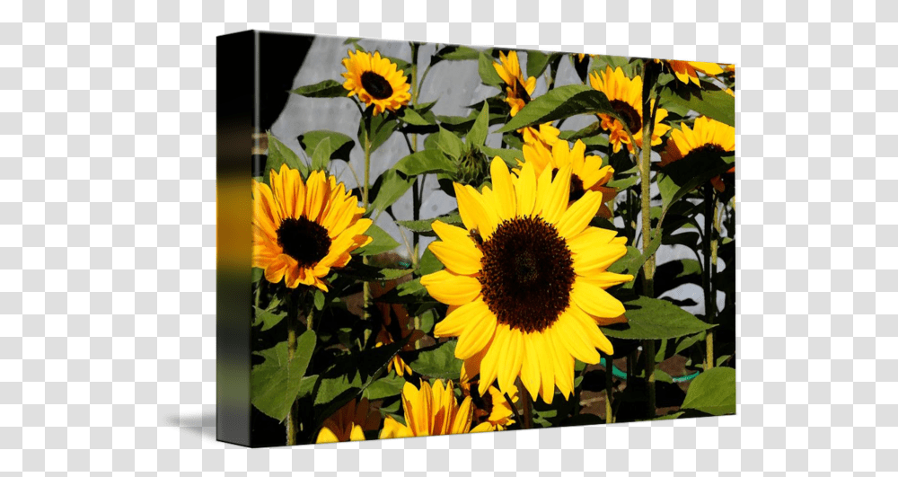 Watercolor Sunflowers By Melinda Tuttle Sunflower, Plant, Blossom, Daisy, Daisies Transparent Png