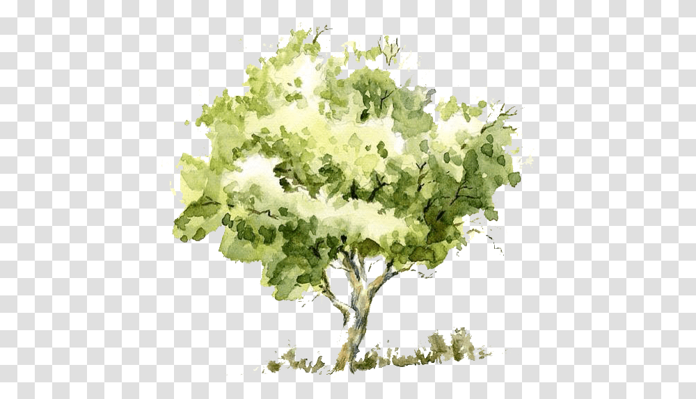 Watercolor Tree, Plant, Maple, Flower, Blossom Transparent Png