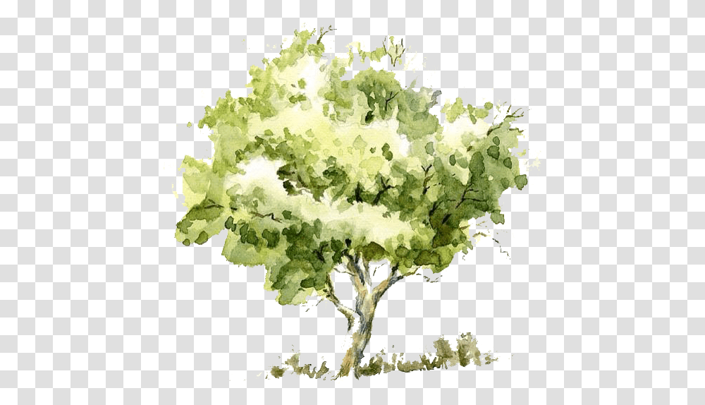Watercolor Tree Tree Watercolor, Plant, Maple, Flower, Blossom Transparent Png