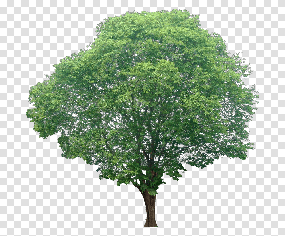 Watercolor Trees Beautiful Tree White Background, Plant, Maple, Oak, Sycamore Transparent Png