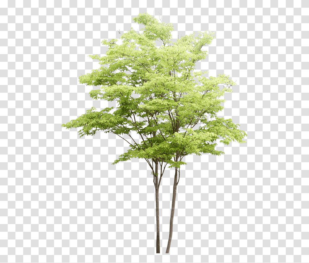 Watercolor Trees Tree For Architectural Rendering, Plant, Maple, Potted Plant, Vase Transparent Png