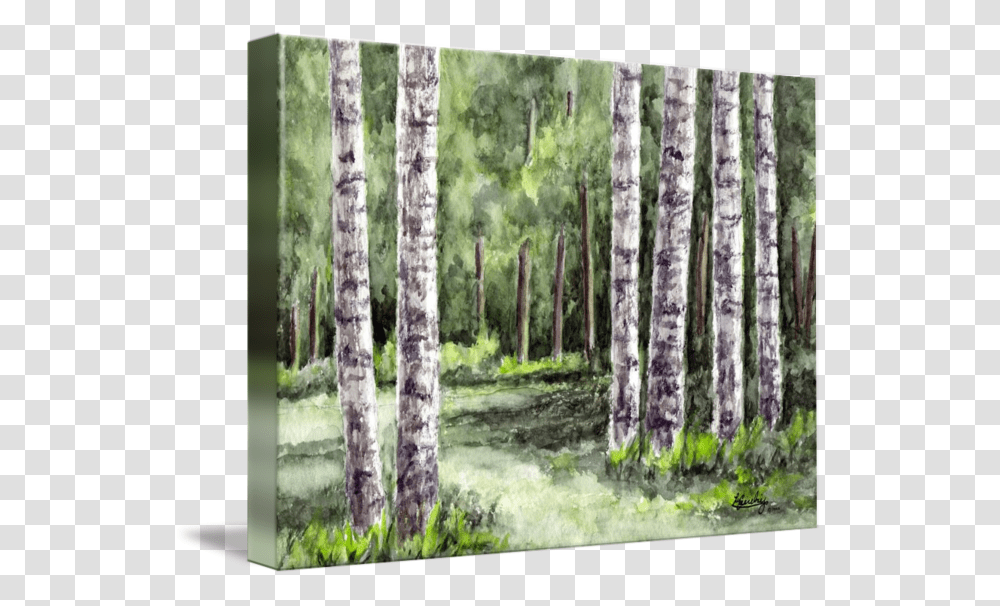 Watercolor Trees Watercolor Birchtrees, Plant, Tree Trunk Transparent Png