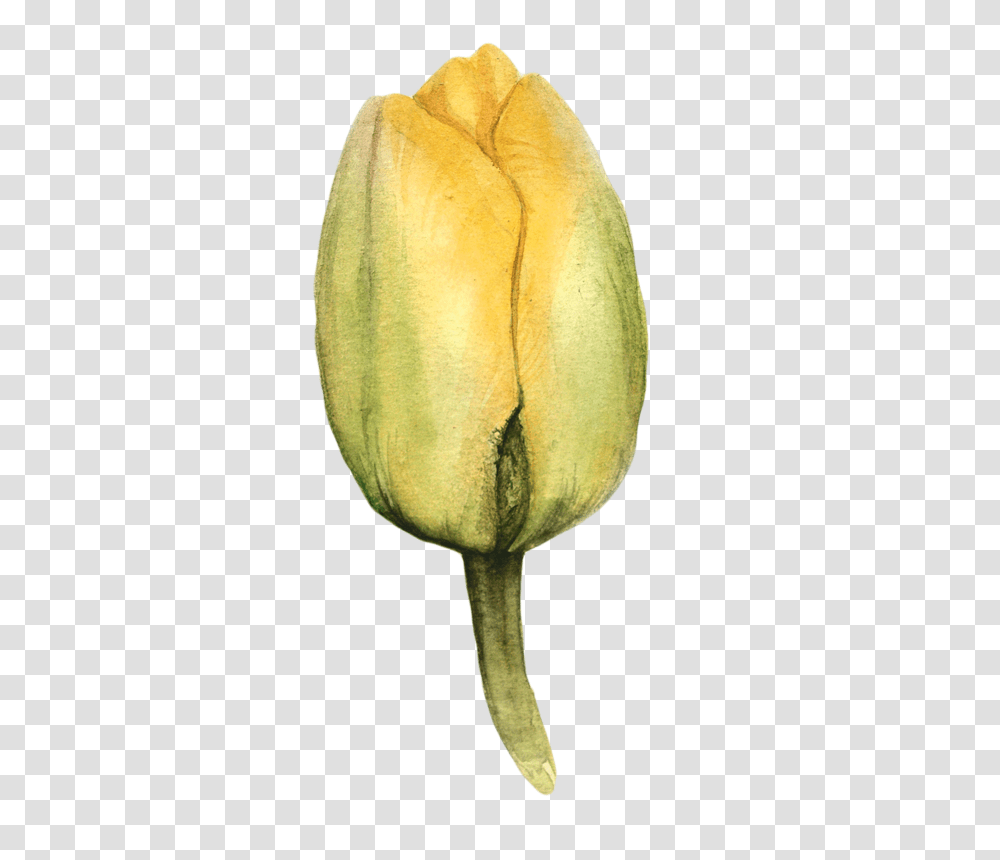 Watercolor Tulips Tulips In Watercolor, Plant, Flower, Produce, Food Transparent Png