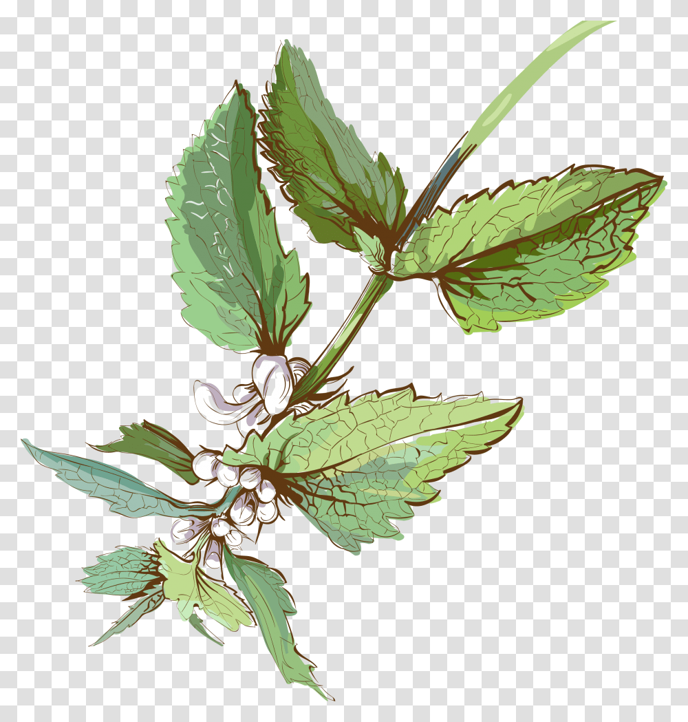 Watercolor Vector Herb Watercolour Herbs, Potted Plant, Vase, Jar, Pottery Transparent Png