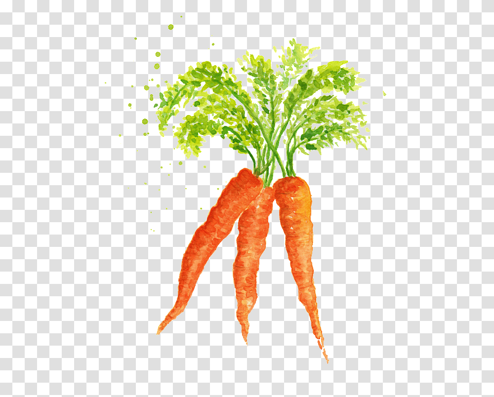 Watercolor Vegetables And Carrots Material Watercolor Vegetables, Plant, Food, Lobster, Seafood Transparent Png