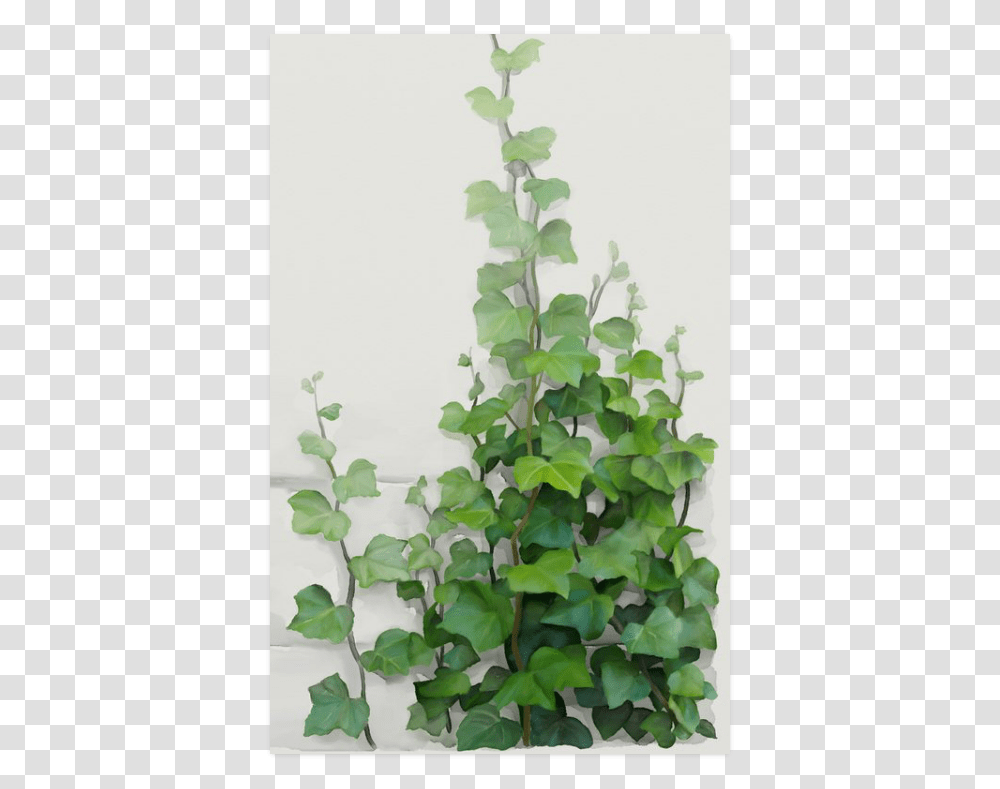 Watercolor Vines Climbing Plant Zoom Poster 23 X36 Watercolor Vine, Ivy Transparent Png