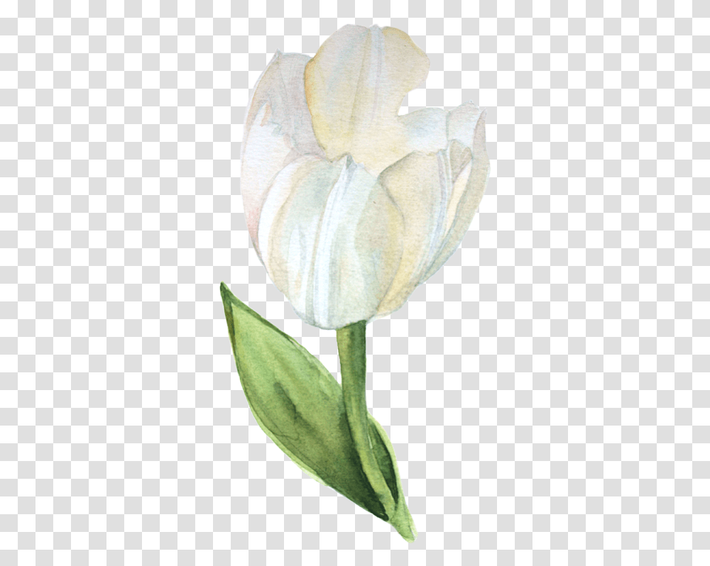Watercolor White Flower, Plant, Blossom, Araceae, Petal Transparent Png