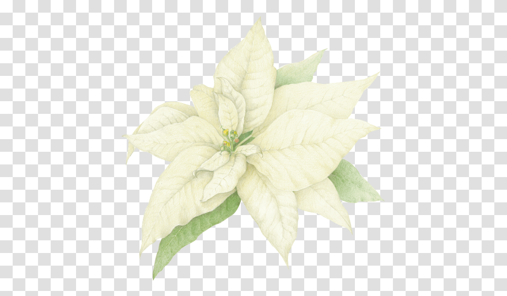 Watercolor White Poinsettia, Leaf, Plant, Flower, Blossom Transparent Png