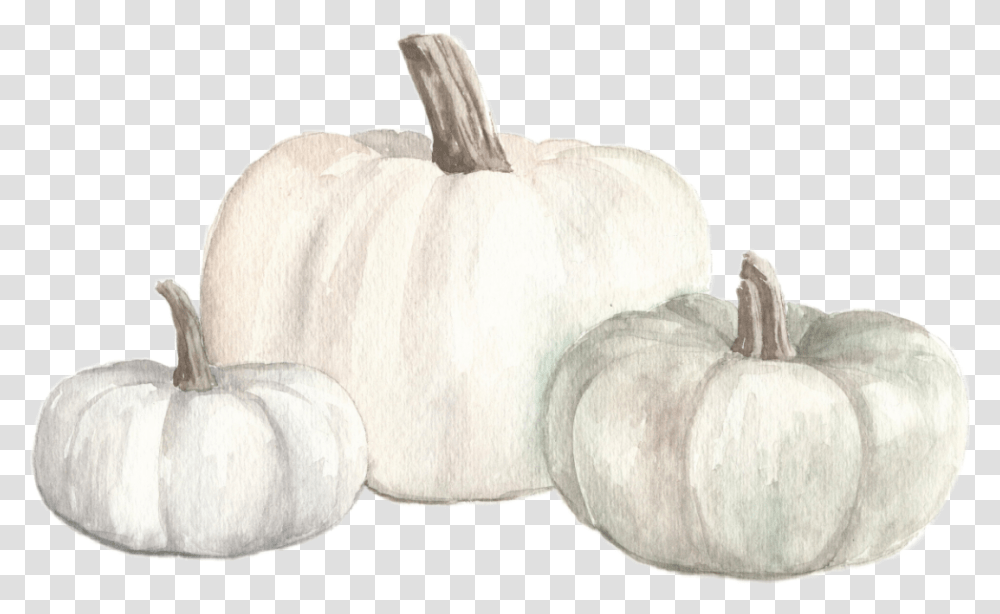 Watercolor White Pumpkins Fall Autumn Pumpkin, Plant, Vegetable, Food, Fungus Transparent Png