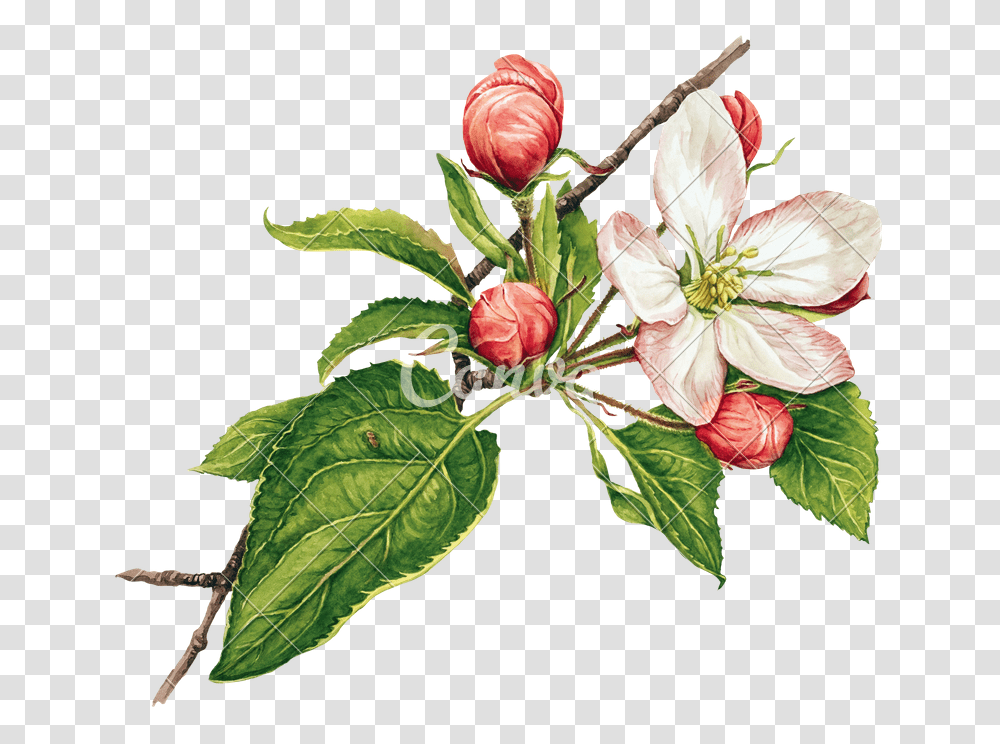 Watercolor With Apple Tree In Blossom, Plant, Flower, Floral Design, Pattern Transparent Png