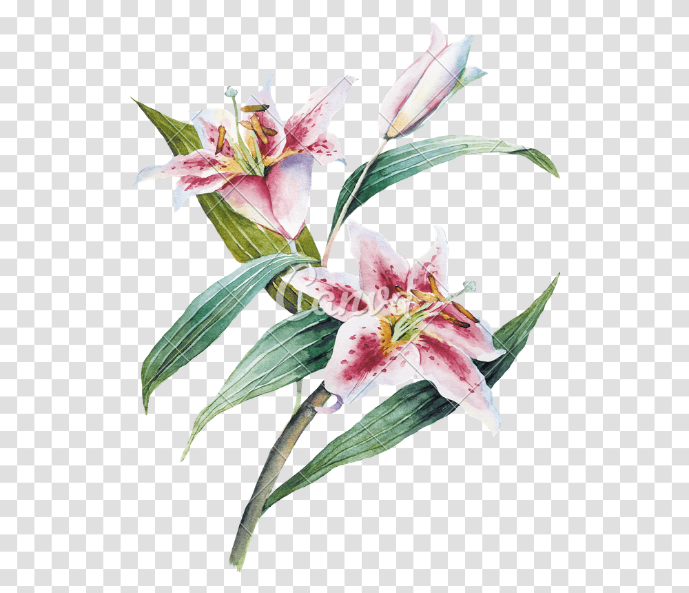 Watercolor With Lilia Flower, Plant, Blossom, Lily, Amaryllis Transparent Png